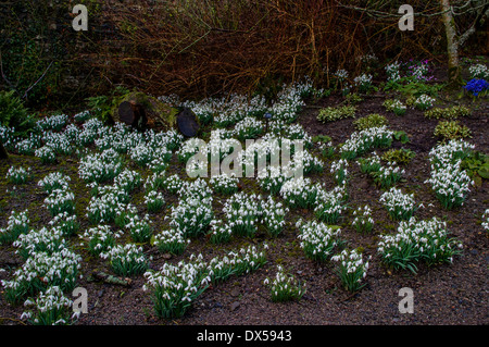 Schneeglöckchen im Winter bei Aberglasney Gardens, Wales Stockfoto