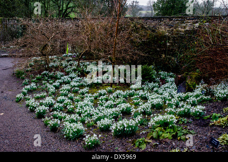 Schneeglöckchen im Winter bei Aberglasney Gardens, Wales Stockfoto