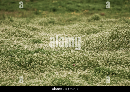 Weiße Blumen Background in einem Feld Wiese Stockfoto