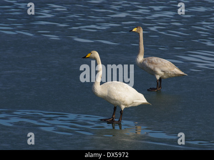 Zwei Schwäne auf dem Eis Stockfoto