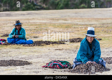 Chincheros, Peru - 23. Juli 2013: Frauen sammeln Moraya in Chincheros Stadt in den peruanischen Anden in Cuzco Peru am 23. Juli 2013 Stockfoto