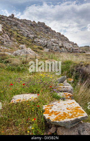 Wildblumen auf einem Hügel zwischen alten griechischen und römischen Ruinen auf der Insel Delos, heilig, Gott Apollo (Gott der Musik). Stockfoto