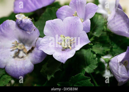 Campanula Carpatica, Karpaten-Glockenblume, Blume Pflanze in der Familie Campanulaceae. Stockfoto