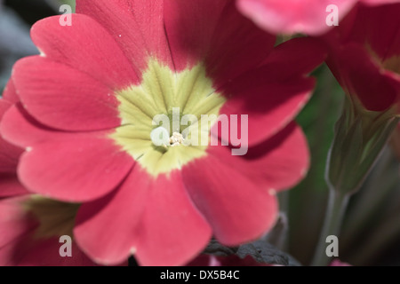 Primula eine mehrjährige Primel Blüte Pflanzen in der Familie Primulaceae. Stockfoto