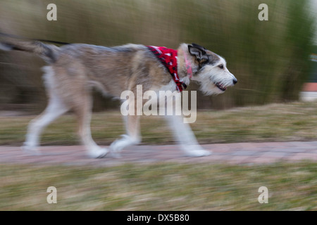 Mischling Hund mit Bandana Wandern, USA Stockfoto