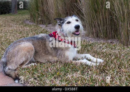 Mischling Hund mit Bandana, USA Stockfoto