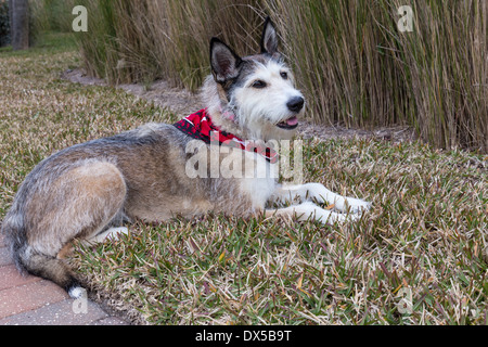 Mischling Hund mit Bandana, USA Stockfoto