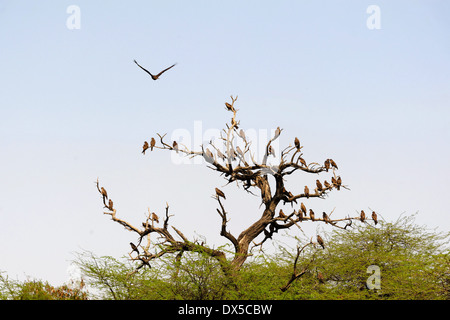 Der Schwarzmilan (Milvus Migrans) ist eine mittlere Greifvogel in der Familie Accipitridae. Stockfoto