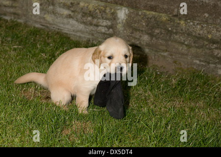 Kara, dann bekannt als Heidi, Yorkbeach Caravan Patrol, stoppt für eine Toilette Pause durch eine Gartenmauer halten Sie 'weiter' Socke Stockfoto