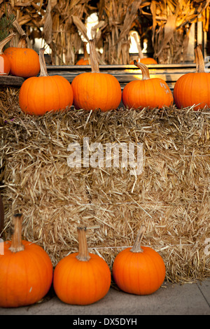 Im Herbst Kürbisse um Heu Ballen display Stockfoto