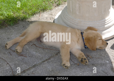 Mylo/Buddy, Yorkbeach Ponton Patrol, 11 Wochen Alter männlichen golden Retriever Welpe schläft mit Steintisch auf Terrasse Stockfoto