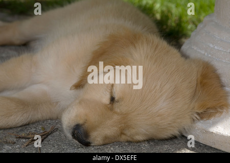 Mylo/Buddy, Yorkbeach Ponton Patrol, 11 Wochen Alter männlichen golden Retriever Welpe legt seinen Kopf auf Stein Gartentisch Stockfoto