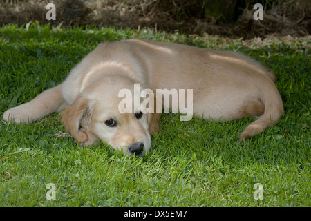 Muskatnuss, Yorkbeach Bay Patrol, 9 Wochen Alter weiblichen golden Retriever-Welpe liegt im Schattenbereich auf Rasen an warmen Sommertag Stockfoto