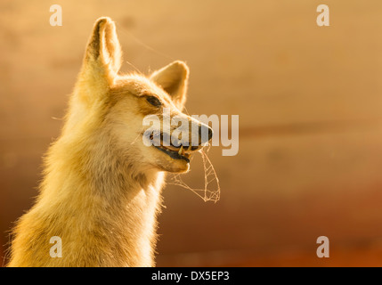 Präparatoren Fuchs mit Spinnweben und Staub auf die Barthaare des montierten Tieres gefüllt Stockfoto