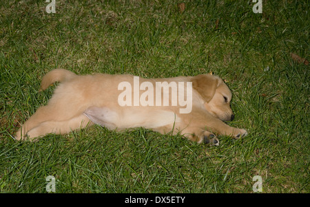 Tressa (dann funkeln), Yorkbeach dritten Patrol, ein sechs Wochen alten weiblichen golden Retriever Welpe liegt schlafend auf Rasen im Sommer ist achtern Stockfoto
