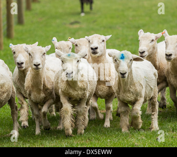Schafherde in Neuseeland wird getrieben von einem Schäferhund nach der Schur Stockfoto