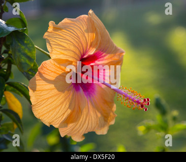 Große gelb orange Hibiscus Blume Nahaufnahme Stockfoto