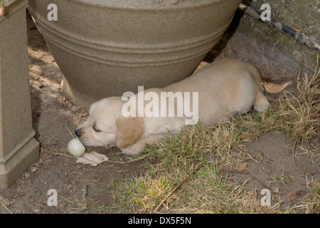 Woody Yorkbeach Hafen Ozean, liegt ein sechs Wochen alten männlichen golden Retriever-Welpe mit Ping-Pong-Ball auf Terrasse in der Nähe von Stein vase Stockfoto
