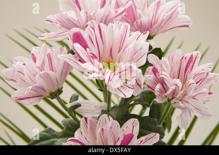 Hautnah weiße Gischt Chrysanthemen mit rosa Streifen (Chrysantheme) Stockfoto