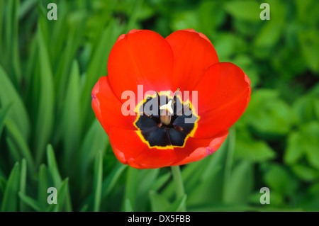 Makro schöne rote Tulpe mit gelben Blütenblatt auf grünem Hintergrund Stockfoto