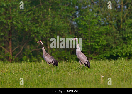 Zwei Kraniche / eurasische Kranich (Grus Grus) Aufruf in Wiese Stockfoto