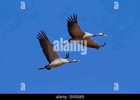 Zwei Kraniche / eurasische Kranich (Grus Grus) im Flug gegen blauen Himmel Stockfoto