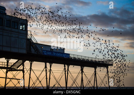 Aberystwyth Wales UK, Dienstag, 18. März 2014 in der Abenddämmerung jeden Tag im Winter und zeitigen Frühjahr Zehntausende Stare versammeln sich in riesige "Murmurations" vor dem Schlafplatz für die Nacht auf den Beinen aus Gusseisen von der viktorianischen Seestadt Pier in Aberystwyth an der Westküste Wales, UK Photo Credit: Keith Morris/Alamy Live-Nachrichten Stockfoto