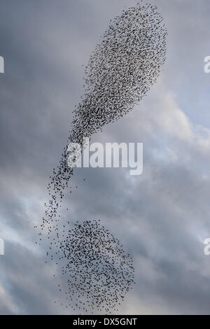 Aberystwyth Wales UK, Dienstag, 18. März 2014 in der Abenddämmerung jeden Tag im Winter und zeitigen Frühjahr Zehntausende Stare versammeln sich in riesige "Murmurations" vor dem Schlafplatz für die Nacht auf den Beinen aus Gusseisen von der viktorianischen Seestadt Pier in Aberystwyth an der Westküste Wales, UK Photo Credit: Keith Morris/Alamy Live-Nachrichten Stockfoto