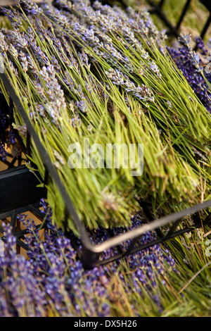 Getrockneten Lavendel in Kisten, erhöhte Ansicht, Nahaufnahme Stockfoto