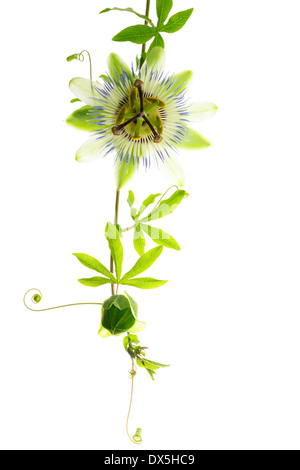 grüner Zweig Passiflora Blüte mit Knospe ist isoliert auf weißem Hintergrund Stockfoto