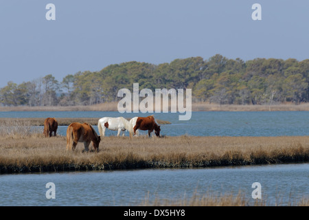 Vier wilde Pferde, braun und weiß, grasen in den Feuchtgebieten von Assateague Island während der Wintersaison. Stockfoto