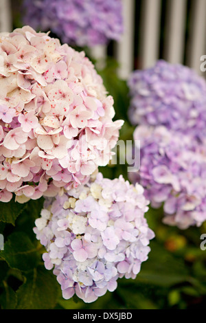 Rosa und lila Hortensien, Nahaufnahme Stockfoto