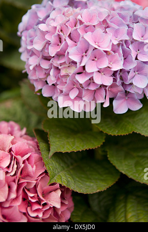 Lila und rosa Hortensien, erhöhte Ansicht, Nahaufnahme, hoher Winkel Stockfoto