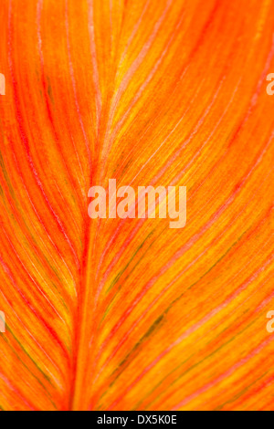 Orange Canna Detail Blattmuster, full-Frame, Nahaufnahme Stockfoto