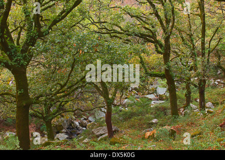 Korkeiche, La Sauceda Stockfoto