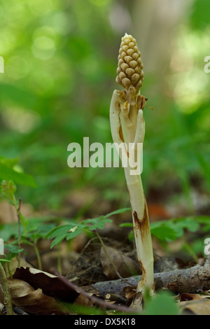 Blütenknospen von Vogelfedern-Nest Orchid (Neottia Nidus-Avis), Stockfoto