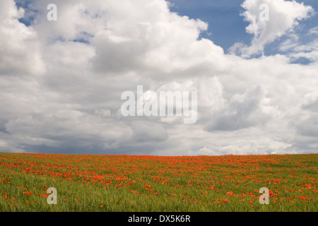 Regenwolken über einem Mohnfeld in La Noguera, Catalonia Stockfoto