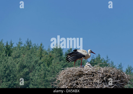 Weißstorch mit Huhn im nest Stockfoto