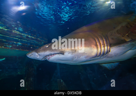 Tigerhai Sand Turkuazoo Aquarium in Istanbul. Hai mit großen Kiefern im Ozean. Stockfoto