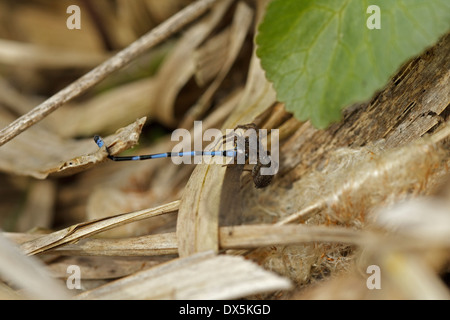 Variable Damselfly (Coenagrion Pulchellum), männliche genommen durch eine Wolfspinne (Pardosa Amentata). Stockfoto