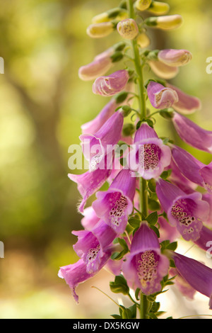 Rosa Fingerhut, Digitalis, Nahaufnahme Stockfoto