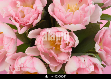 Rosa & weiße Tulpen Stockfoto