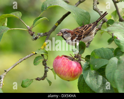 Haussperling in einem Apfelbaum, Passer Domesticus, Deutschland, Europa Stockfoto