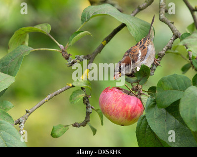 Haussperling in einem Apfelbaum, Passer Domesticus, Deutschland, Europa Stockfoto