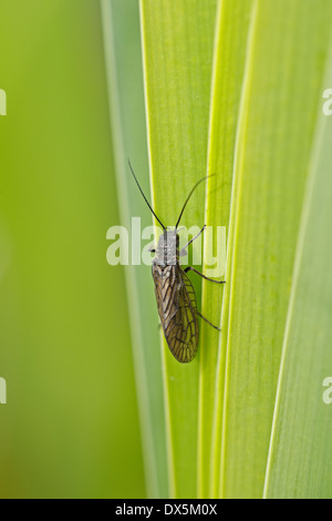 Erle fliegen (Sialis Lutaria) ruht auf einem Blatt Stockfoto