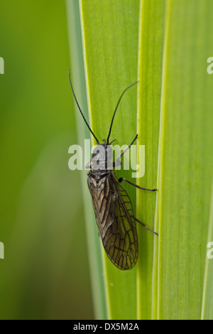 Erle fliegen (Sialis Lutaria) ruht auf einem Blatt Stockfoto