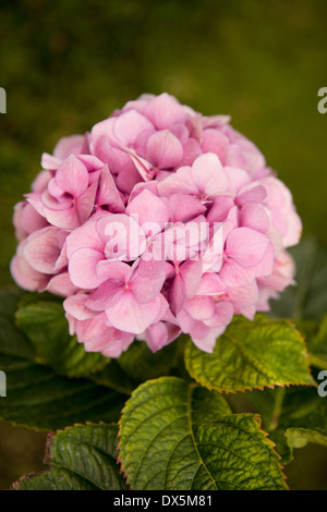 Rosa Hortensie, erhöhte Ansicht, Nahaufnahme Stockfoto