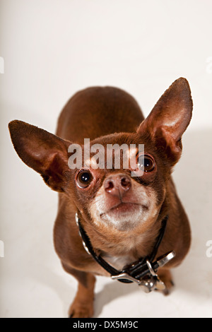 Kuriositäten-Chihuahua suchen auf weißem Hintergrund, erhöhte Ansicht Stockfoto