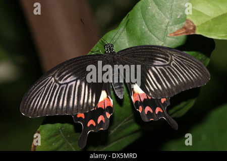 Weibliche gemeinsame Mormone (Papilio Polytes) Stockfoto