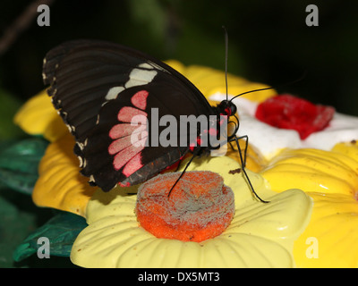 Pink Cattleheart oder Transandean Cattleheart Schmetterling (Parides Iphidamas) auf gefälschte Plastikblumen Stockfoto